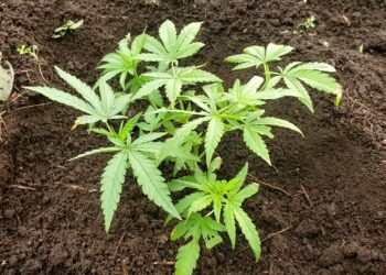 Black Stone Video: Adventures in Backyard Gardening