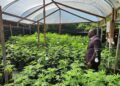 Agriculture Minister Duggins Tours Cannabis Research Facility in Jamaica