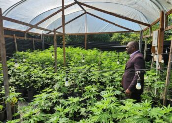 Agriculture Minister Duggins Tours Cannabis Research Facility in Jamaica