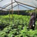 Agriculture Minister Duggins Tours Cannabis Research Facility in Jamaica